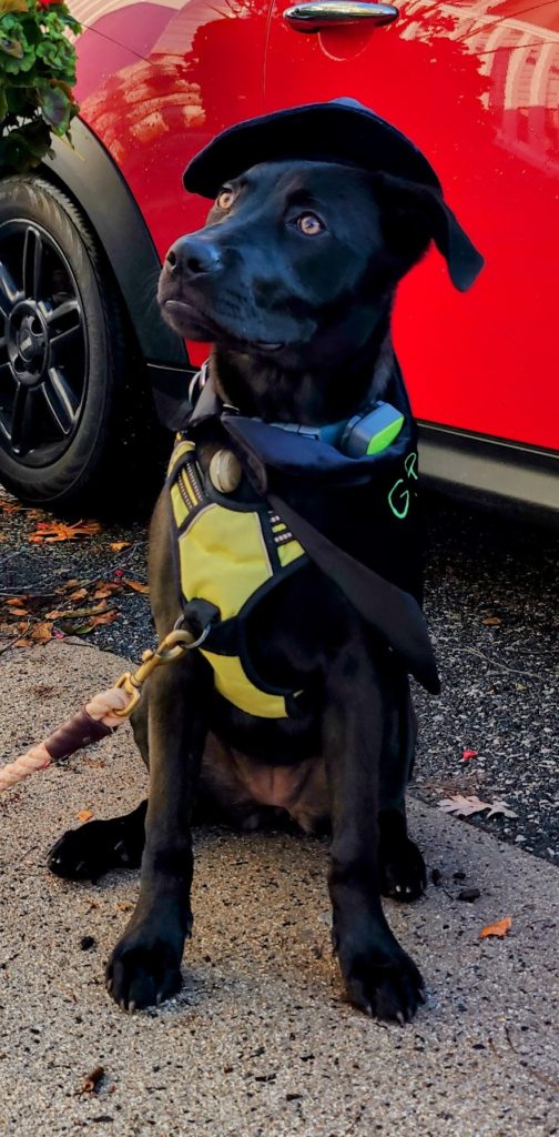 Puppy in a witch costume