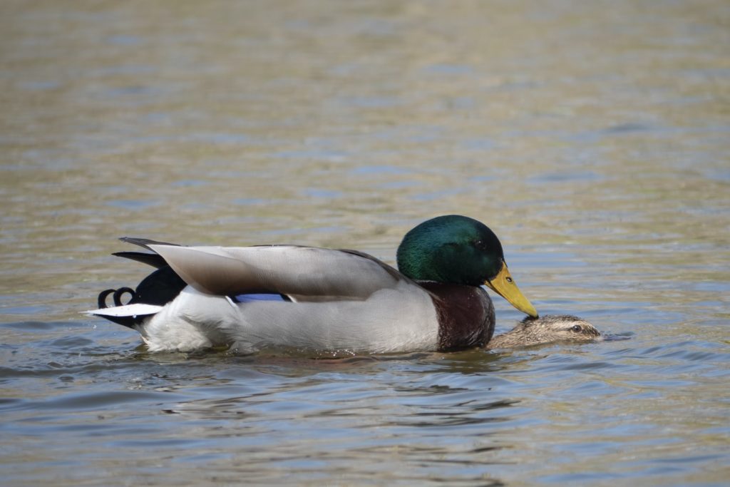 Two ducks ducking